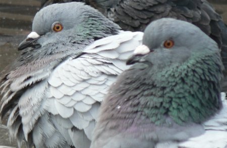 Glaswegian Pigeons